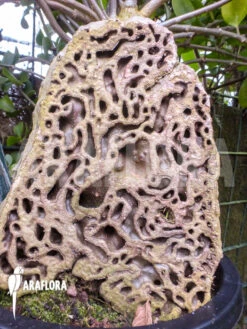 Antplant 'Hydnophytum Formicarum' 'Starter' -Green Haven Sales Store Hydnophytum formicarum XXL dwarsdoorsnede