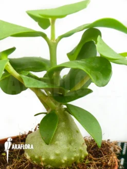 Antplant 'Hydnophytum Mosleyanum' 'M'