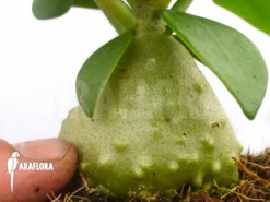 Antplant 'Hydnophytum Mosleyanum' 'M' -Green Haven Sales Store Hydnophytum moseleyanum Antplant Medium 3