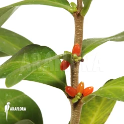 Antplant 'Hydnophytum Mosleyanum'