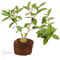 Antplant 'Hydnophytum Mosleyanum' -Green Haven Sales Store Hydnophytum mosleyanum 2