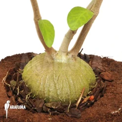 Antplant 'Hydnophytum Mosleyanum' -Green Haven Sales Store Hydnophytum mosleyanum 3