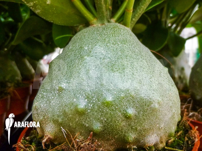 Antplant 'Hydnophytum Papuanum' 1 Antplant 'Hydnophytum Papuanum'