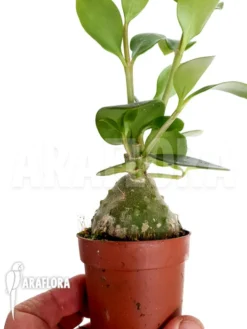 Antplant 'Hydnophytum Papuanum Starter' -Green Haven Sales Store Hydnophytum papuanum Starter 3
