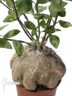 Antplant 'Hydnophytum Papuanum XXL'