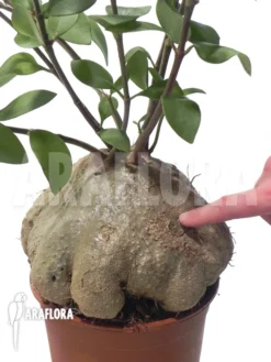 Antplant 'Hydnophytum Papuanum XXL' -Green Haven Sales Store Hydnophytum papuanum XXL 4