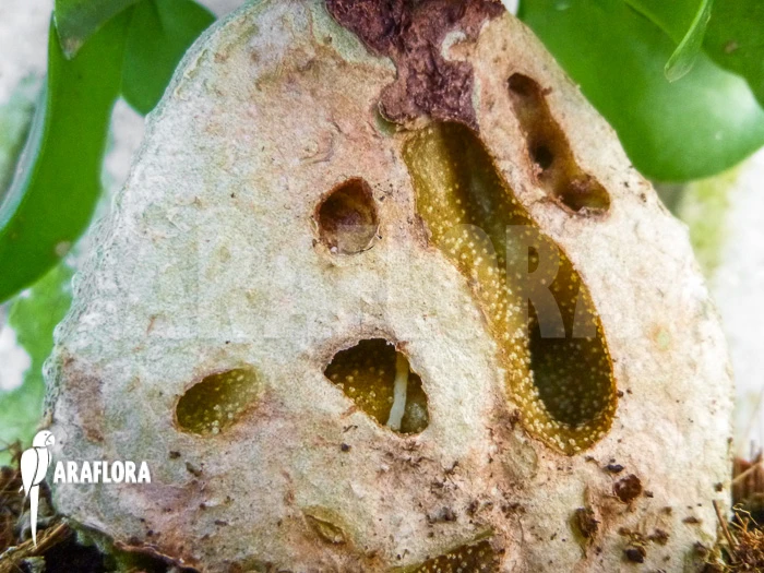 Antplant 'Hydnophytum Papuanum' 3 Antplant 'Hydnophytum Papuanum' - Image 3