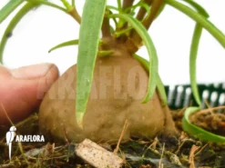 Antplant 'Hydnophytum Perangustum' 'M'