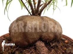 Antplant 'Hydnophytum Perangustum' 'XXL'