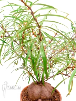 Antplant 'Hydnophytum Perangustum' 'XXL' -Green Haven Sales Store Hydnophytum perangustum Antplant XXL 2
