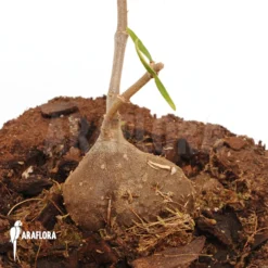 Antplant 'Hydnophytum Perangustum' 'Needle Leaf' -Green Haven Sales Store Hydnophytum perangustum Needle Leaf 3