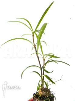 Antplant 'Hydnophytum Perangustum' 'Needle Leaf' 'Starter''