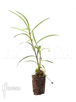 Antplant 'Hydnophytum Perangustum' 'Needle Leaf' 'Starter'' -Green Haven Sales Store Hydnophytum perangustum Needle Leaf Starter 2