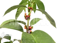 Antplant 'Hydnophytum Radicans XXL'