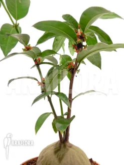 Antplant 'Hydnophytum Radicans XXL' 5 Antplant 'Hydnophytum Radicans XXL' -Green Haven Sales Store Hydnophytum radicans XXL 2