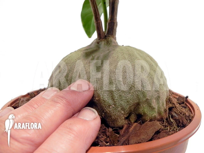 Antplant 'Hydnophytum Radicans XXL' 2 Antplant 'Hydnophytum Radicans XXL' - Image 2