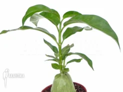 Antplant 'Hydnophytum Simplex' 10 Antplant 'Hydnophytum Simplex' -Green Haven Sales Store Hydnophytum simplex 5
