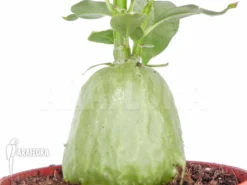 Antplant 'Hydnophytum Simplex' 11 Antplant 'Hydnophytum Simplex' -Green Haven Sales Store Hydnophytum simplex 6