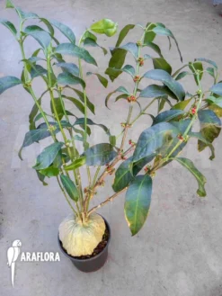 Antplant 'Hydnophytum Simplex XL'