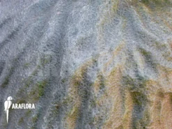 Antplant 'Hydnophytum Simplex XL' -Green Haven Sales Store Hydnophytum simplex XL 2