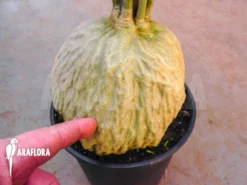 Antplant 'Hydnophytum Simplex XL' -Green Haven Sales Store Hydnophytum simplex XL 3