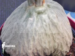 Antplant 'Hydnophytum Simplex XL' -Green Haven Sales Store Hydnophytum simplex XL 4