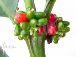 Antplant 'Hydnophytum Simplex XL' -Green Haven Sales Store Hydnophytum simplex XL 5