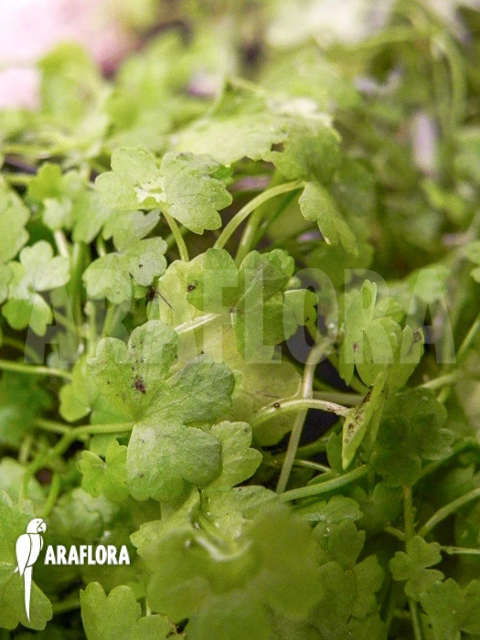 Hydrocotyle Tripartita 'Japan' 1 Hydrocotyle Tripartita 'Japan'