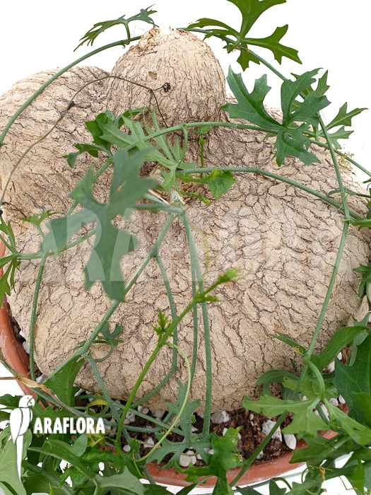 Ibervillea Lindheimeri 1 Ibervillea Lindheimeri