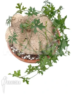 Ibervillea Lindheimeri 9 Ibervillea Lindheimeri -Green Haven Sales Store Ibervillea lindheimeri 2