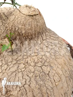 Ibervillea Lindheimeri 8 Ibervillea Lindheimeri -Green Haven Sales Store Ibervillea lindheimeri 3