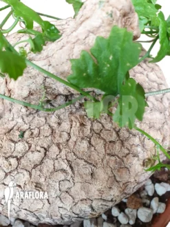 Ibervillea Lindheimeri 7 Ibervillea Lindheimeri -Green Haven Sales Store Ibervillea lindheimeri 4