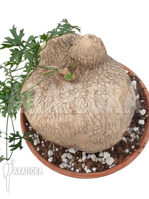 Ibervillea Lindheimeri 2 Ibervillea Lindheimeri - Image 2