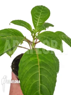 Impatiens Charisma 'M'