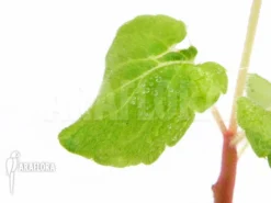 Impatiens Columbaria -Green Haven Sales Store Impatiens columbaria 3