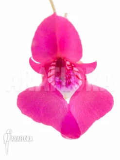 Impatiens Columbaria -Green Haven Sales Store Impatiens columbaria 4