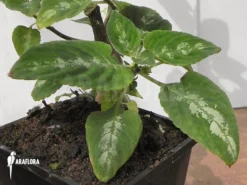 Impatiens Mackeyana -Green Haven Sales Store Impatiens mackeyana 2