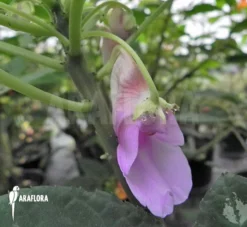 Impatiens Mackeyana -Green Haven Sales Store Impatiens mackeyana 3
