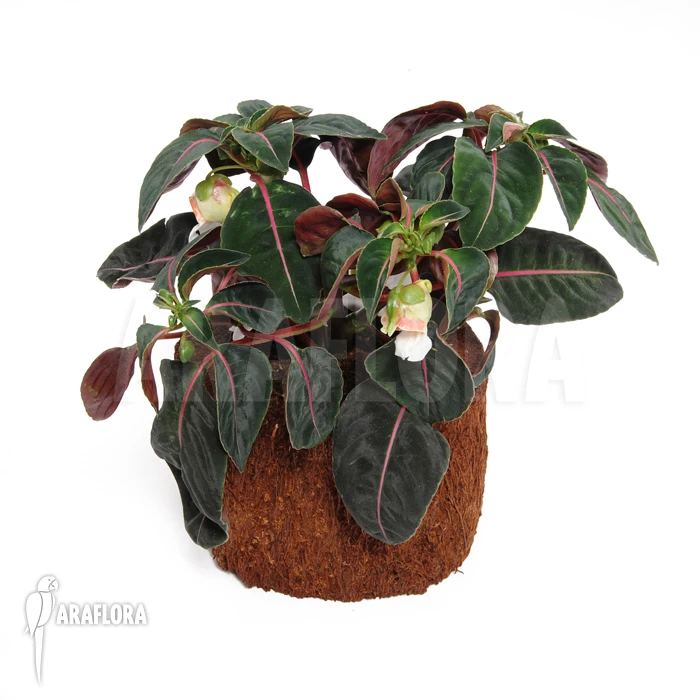 Impatiens Morsei 1 Impatiens Morsei