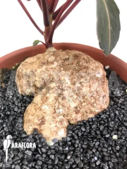 Impatiens Phengklaii 'L' -Green Haven Sales Store Impatiens phengklaii Dark Form 4