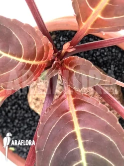 Impatiens Phengklaii 'L' -Green Haven Sales Store Impatiens phengklaii Dark Form 5