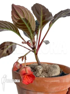 Impatiens Phengklaii 'L'