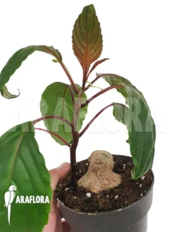 Impatiens Phengklaii 'M' -Green Haven Sales Store Impatiens phengklaii M 2