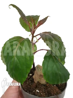 Impatiens Phengklaii 'M' -Green Haven Sales Store Impatiens phengklaii M 3