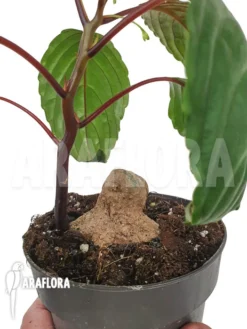 Impatiens Phengklaii 'M' -Green Haven Sales Store Impatiens phengklaii M 4