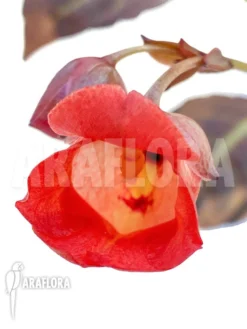 Impatiens Phengklaii 'M' -Green Haven Sales Store Impatiens phengklaii M 6