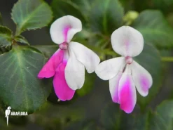 Impatiens X 'Mini Rainbow'
