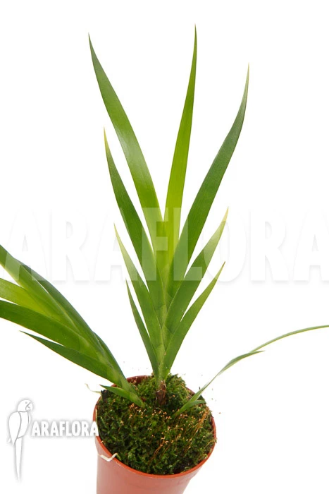 Orchid 'Jacquiniella Equitantifolia' 1 Orchid 'Jacquiniella Equitantifolia'