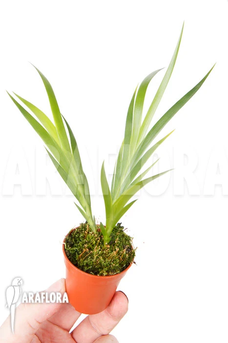 Orchid 'Jacquiniella Equitantifolia' 3 Orchid 'Jacquiniella Equitantifolia' - Image 3