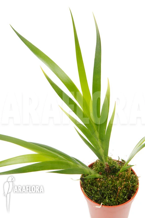 Orchid 'Jacquiniella Equitantifolia' 2 Orchid 'Jacquiniella Equitantifolia' - Image 2